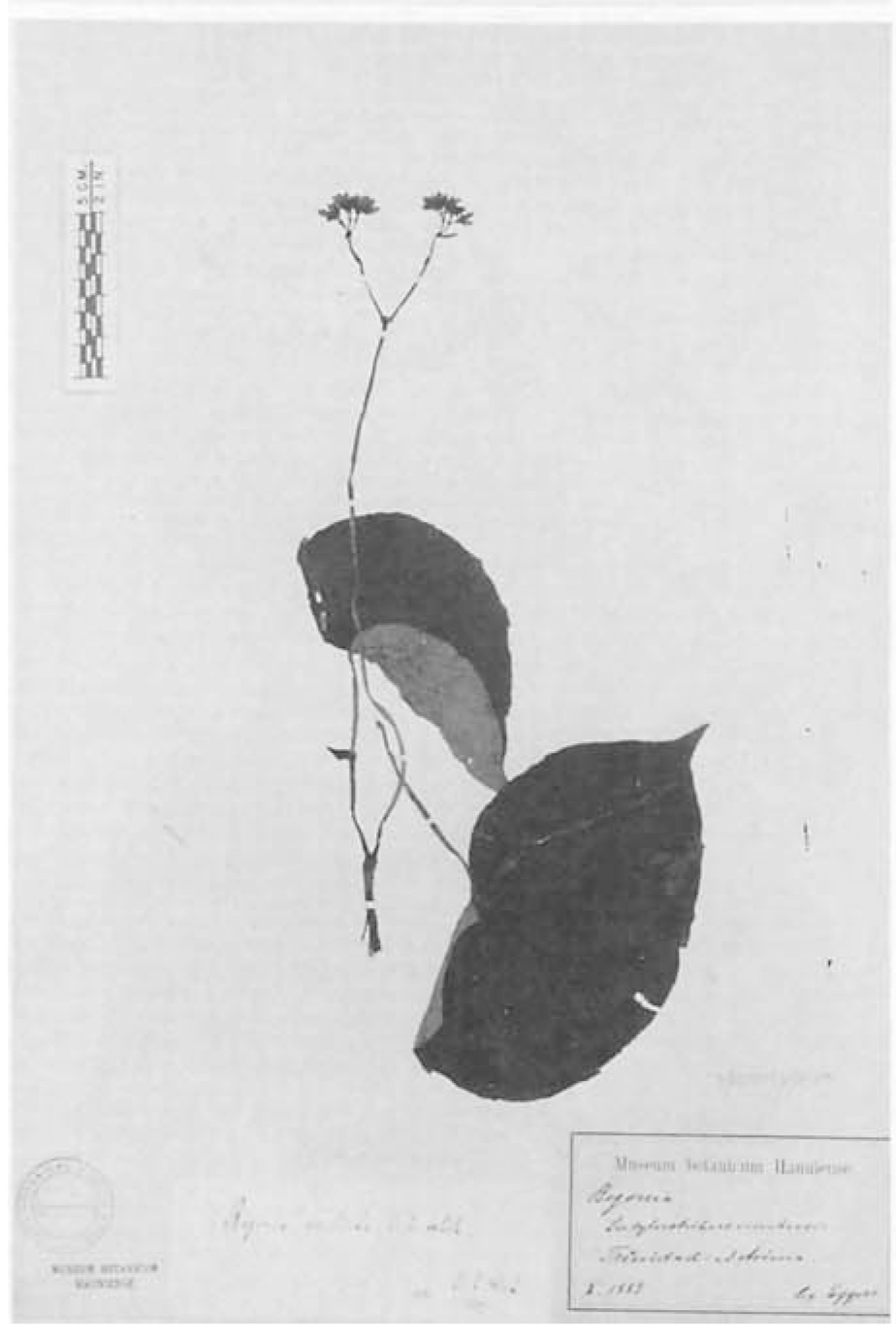B. eciliata